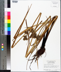 Cyperus erythrorhizos image