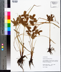 Cyperus erythrorhizos image