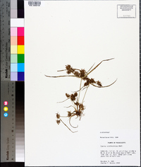 Cyperus erythrorhizos image