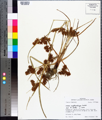 Cyperus erythrorhizos image