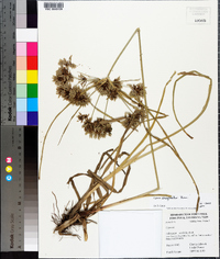 Cyperus eragrostis image