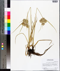 Cyperus eragrostis image