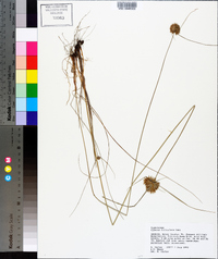 Cyperus filiculmis image