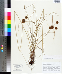 Cyperus filiculmis image