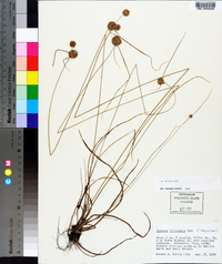 Cyperus filiculmis image