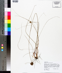 Cyperus filiculmis image