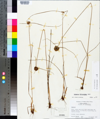 Cyperus filiculmis image