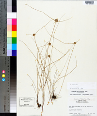 Cyperus filiculmis image