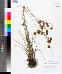 Cyperus filiculmis image