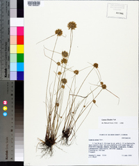 Cyperus grayi image