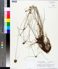 Cyperus filiculmis image