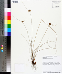 Cyperus filiculmis image