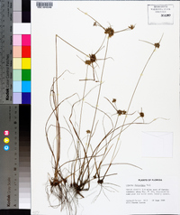 Cyperus filiculmis image