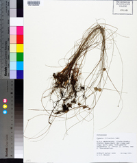 Cyperus filiculmis image