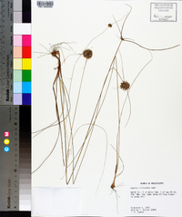 Cyperus filiculmis image