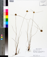 Cyperus filiculmis image