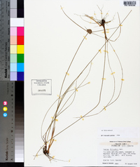 Cyperus filiculmis image