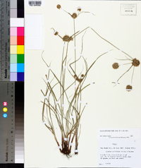 Cyperus filiculmis image