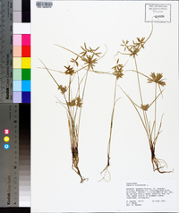 Cyperus flavescens image