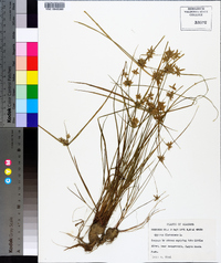 Cyperus flavescens image