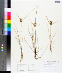 Cyperus flavescens image