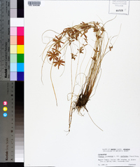 Cyperus flavescens image