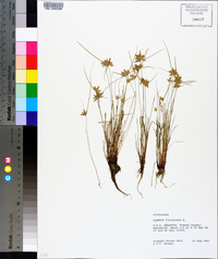 Cyperus flavescens image