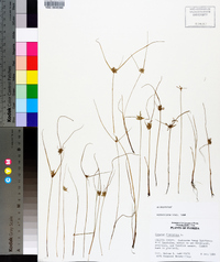 Cyperus flavescens image