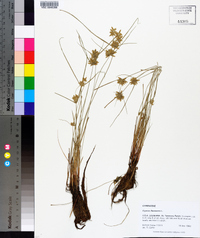 Cyperus flavescens image