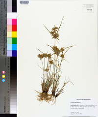 Cyperus flavescens image