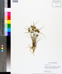 Cyperus flavescens image