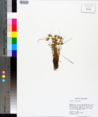 Cyperus flavescens image