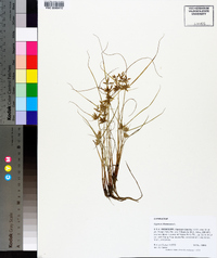 Cyperus flavescens image