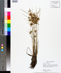 Cyperus flavescens image