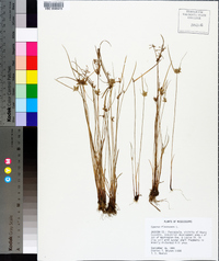 Cyperus flavescens image