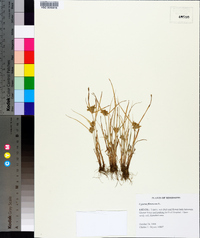 Cyperus flavescens image