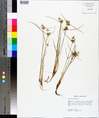 Cyperus flavescens image