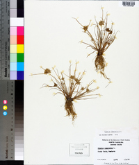 Cyperus flavescens image