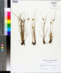 Cyperus flavescens image