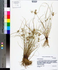 Cyperus flavescens image