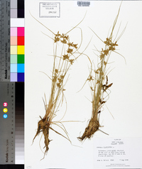 Cyperus flavescens image