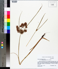 Cyperus flavicomus image