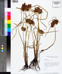 Cyperus flavicomus image