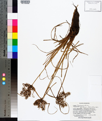 Cyperus flavicomus image