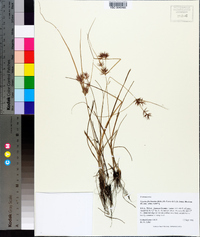 Cyperus floribundus image