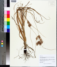 Cyperus floribundus image