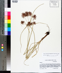 Cyperus floribundus image