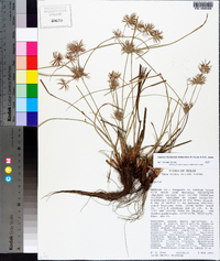 Cyperus floribundus image