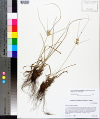 Cyperus floribundus image