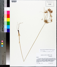 Cyperus floribundus image